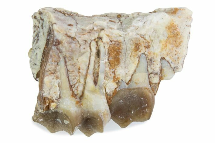 Fossil Oreodont (Merycoidodon) Jaw Section - South Dakota #375504